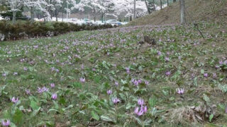 白河工場内のカタクリ群生地