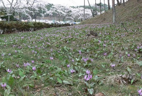 白河工場内のカタクリ群生地